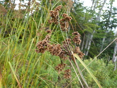 Scirpus