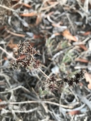 Dudleya edulis