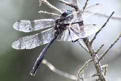 Somatochlora tenebrosa