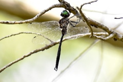 Somatochlora tenebrosa