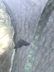 Catocala lacrymosa