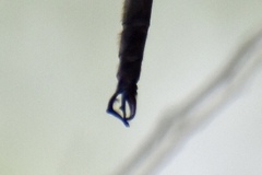 Somatochlora tenebrosa