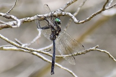 Somatochlora tenebrosa