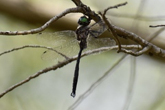 Somatochlora tenebrosa