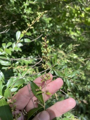 Ligustrum quihoui