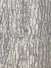 Catocala lacrymosa