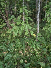 Lilium martagon