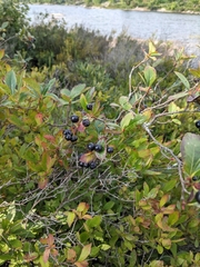 Aronia melanocarpa
