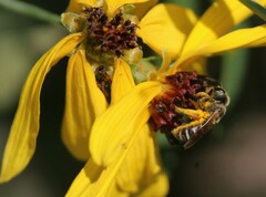 Halictus