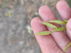 Bromus japonicus