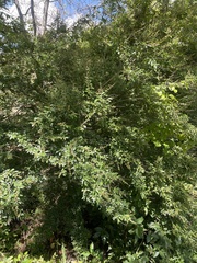Ligustrum quihoui