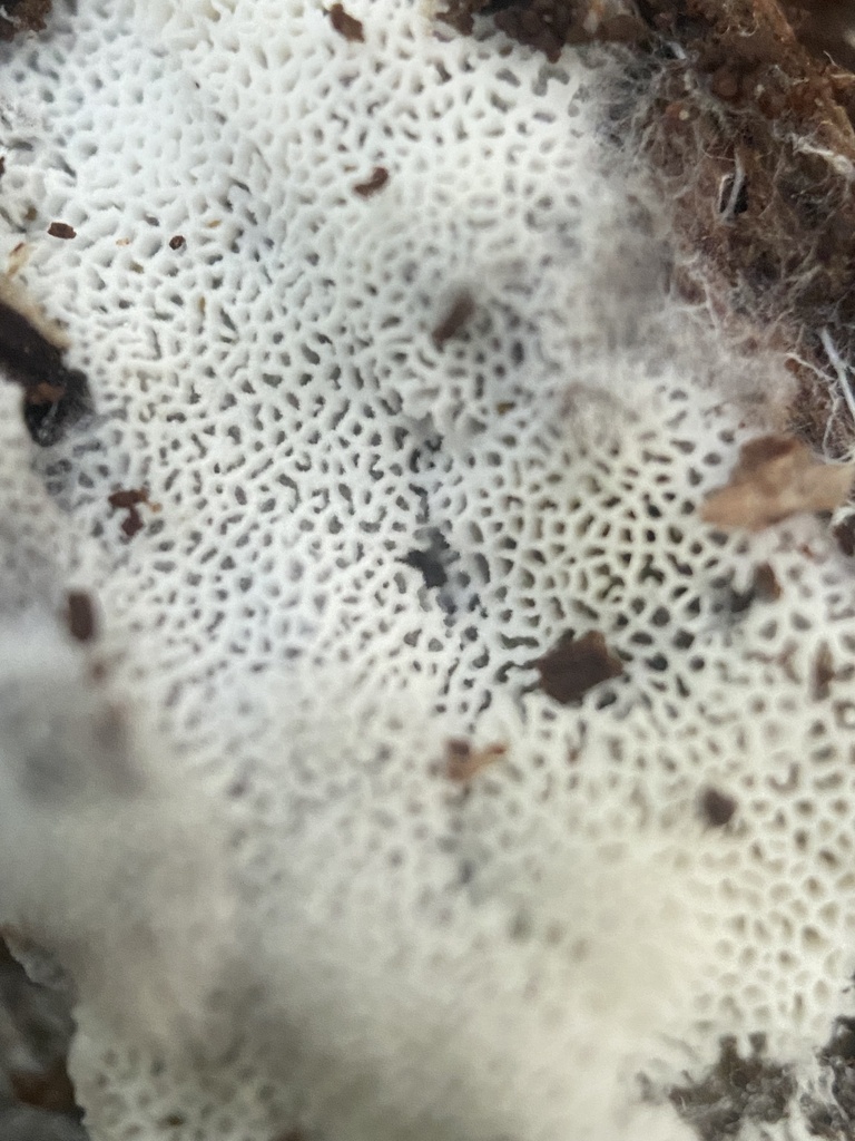 Trechisporales