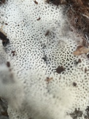 Trechispora hymenocystis