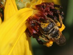 Halictus