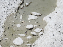 Cicindela ocellata ocellata