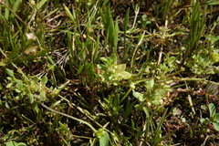 Lysimachia minima