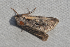 Apamea amputatrix