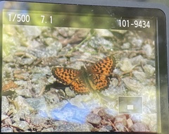 Boloria chariclea