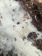 Trechispora hymenocystis