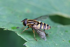 Helophilus fasciatus