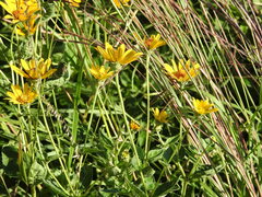 Heliopsis helianthoides