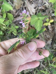 Lespedeza violacea