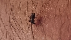 Aedes albopictus