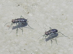 Cicindela ocellata ocellata