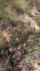 Serruria fasciflora