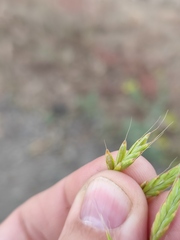 Bromus japonicus