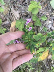 Lespedeza violacea