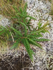 Comptonia peregrina