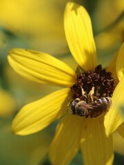 Halictus
