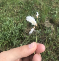 Eriophorum gracile
