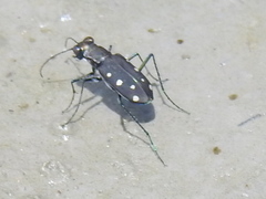 Cicindela ocellata ocellata