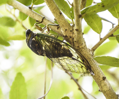 Neotibicen tibicen tibicen
