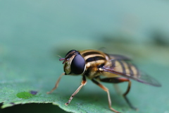 Helophilus fasciatus
