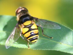 Eristalis transversa