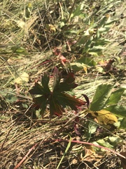 Geranium viscosissimum