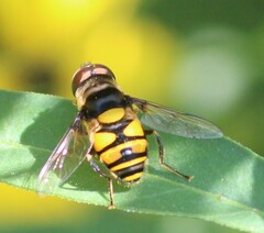 Eristalis transversa