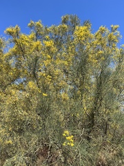 Genista aetnensis