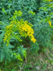 Solidago gigantea