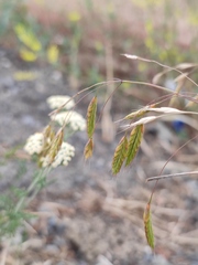 Bromus japonicus