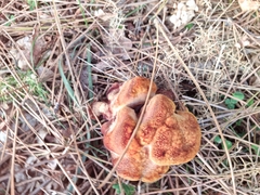 Inonotus hispidus
