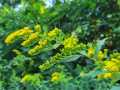 Solidago gigantea