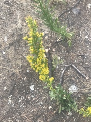 Solidago simplex