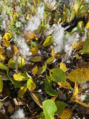 Salix arctica