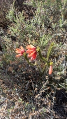 Erica cerinthoides