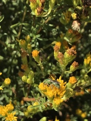 Agapostemon