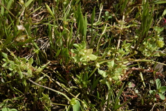 Lysimachia minima